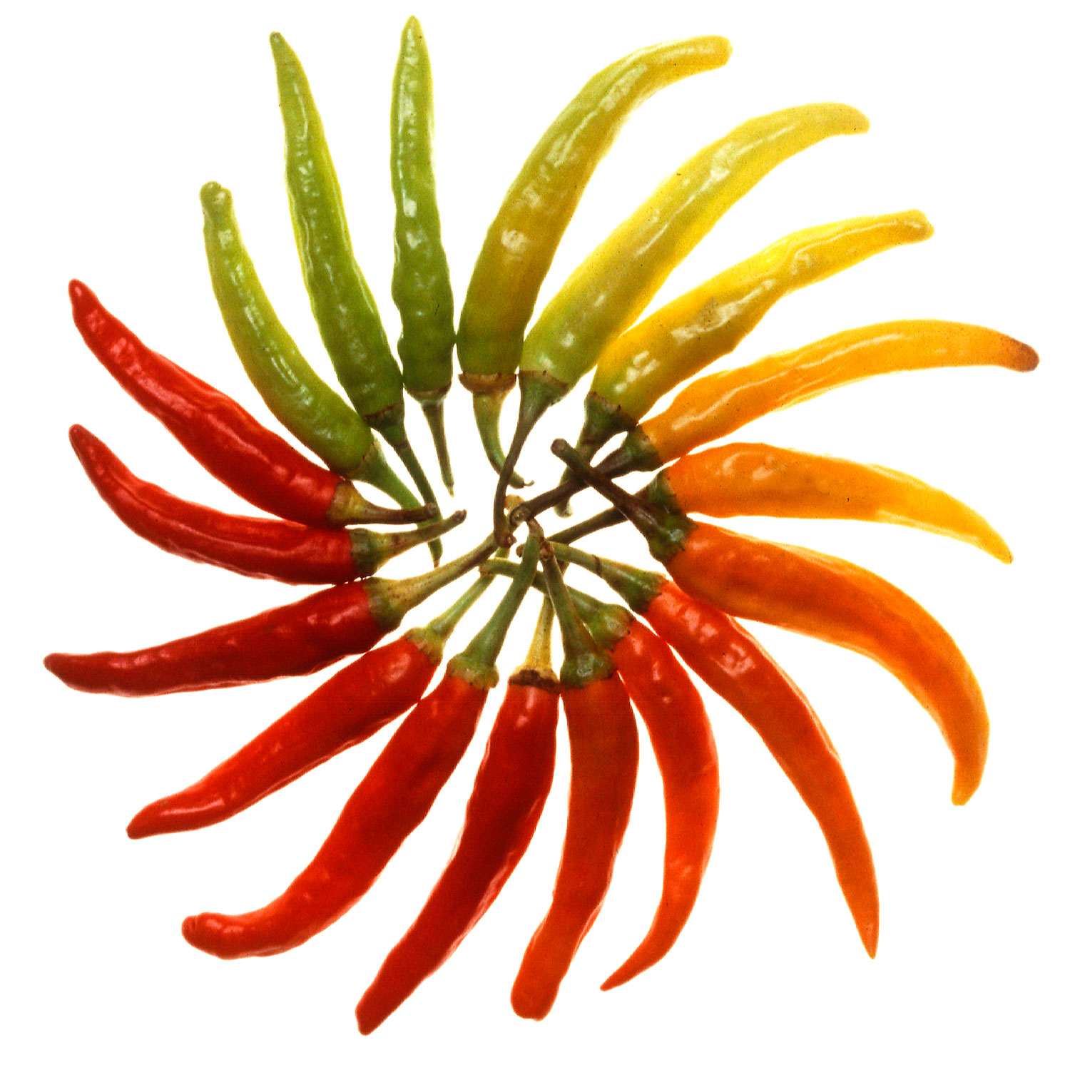 Charleston_Hot_peppers_white_background.jpg